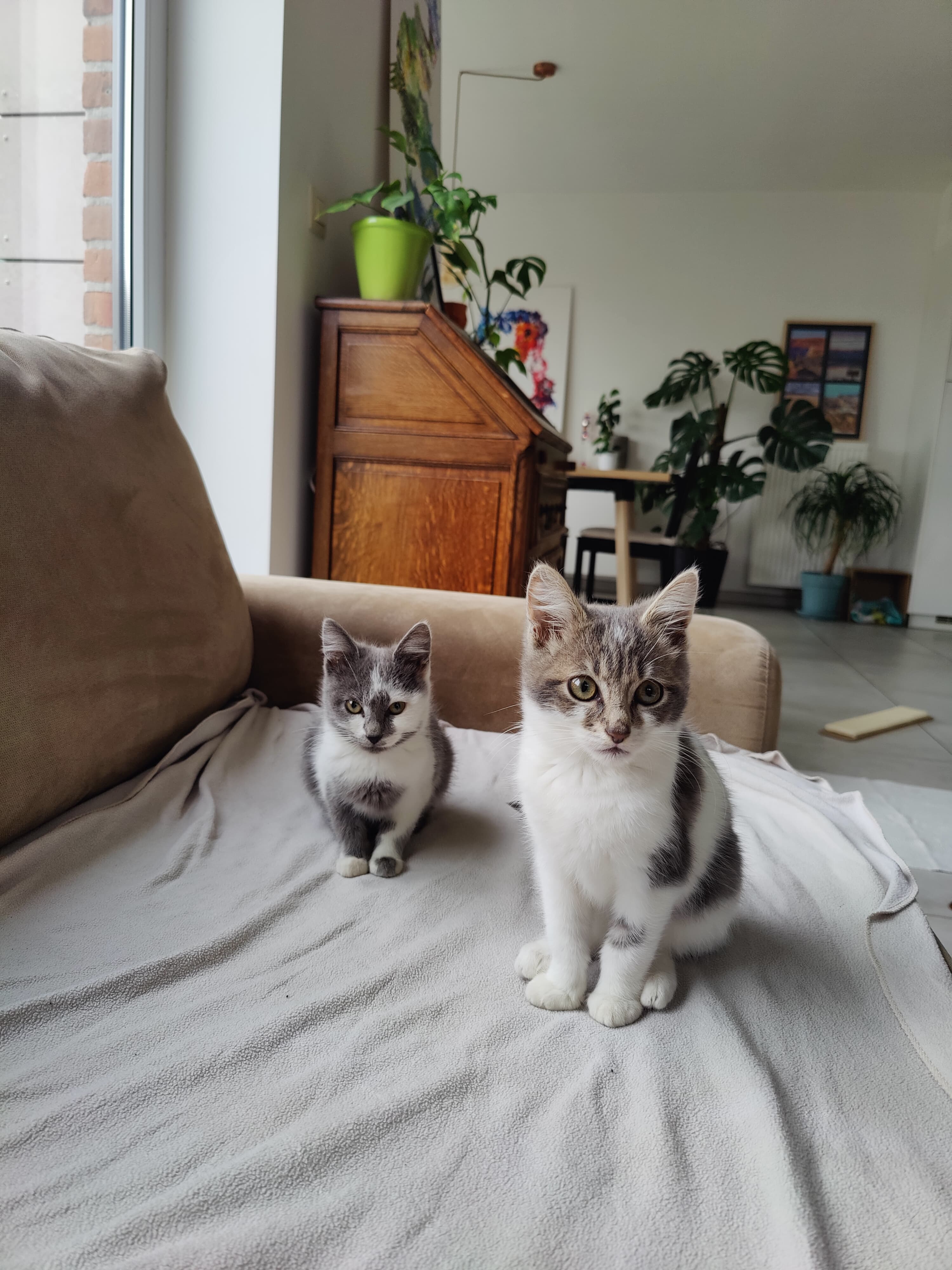 Ginkgo and Hela sitting together on the sofa