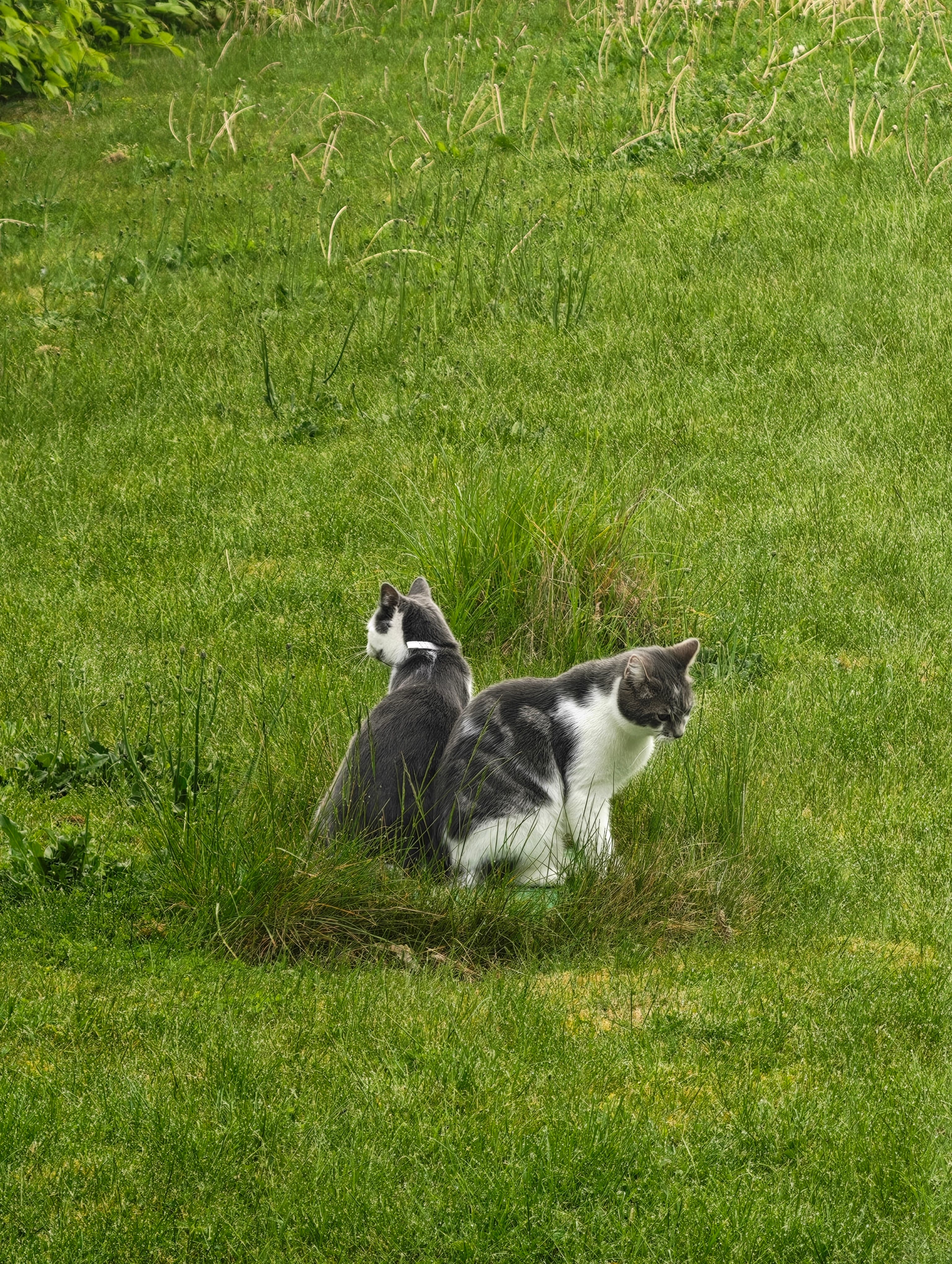 Ginkgo and Hela sitting together in the garden near Namur